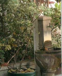 Side fountain with Oriole